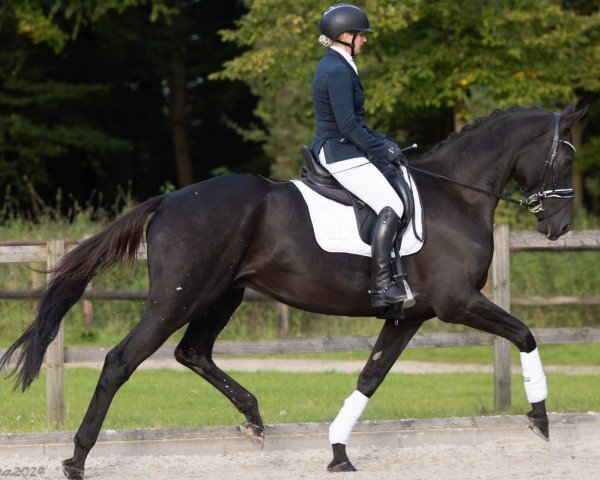 dressage horse Königstaler (Trakehner, 2019, from E.H. Millennium)