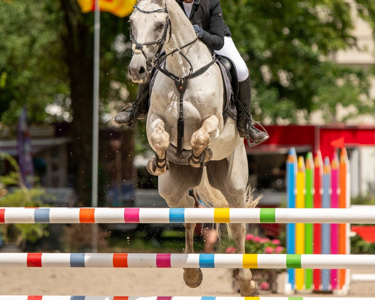 Springpferd Cash 171 (Deutsches Sportpferd, 2008, von Ciacomini)