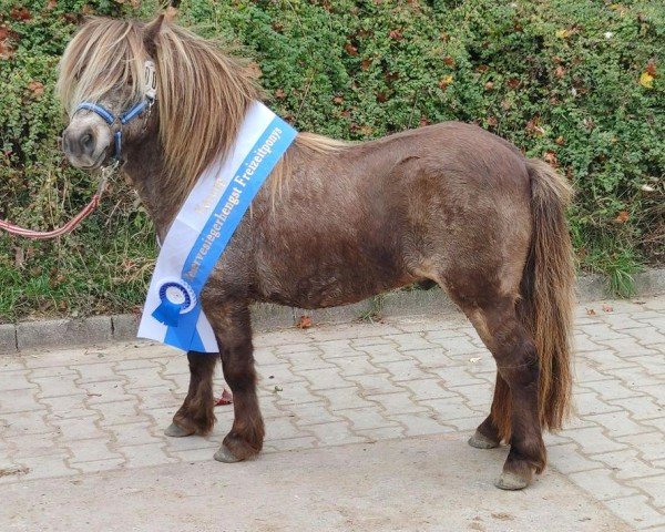 Deckhengst Silbersee's Legolas (Shetland Pony, 2018, von Gedsagergards Lexus)