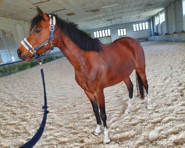 Springpferd AMD La Loona (Deutsches Reitpony, 2015, von Der Kleine Lord)