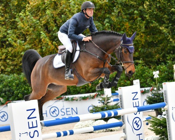 jumper Lislan Diarado (Irish Sport Horse, 2016, from Diarado)