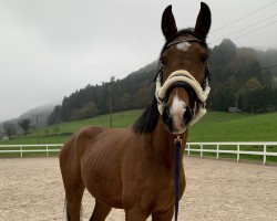 dressage horse Kenny (Holsteiner, 2020, from Il Divo xx)