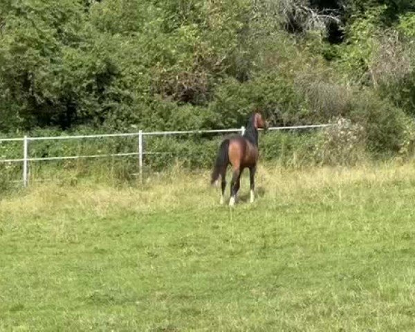 Video of Cosmopolitan Deluxe