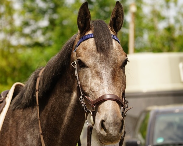 jumper Vigo Victory (German Sport Horse, 2020, from Vagabond)