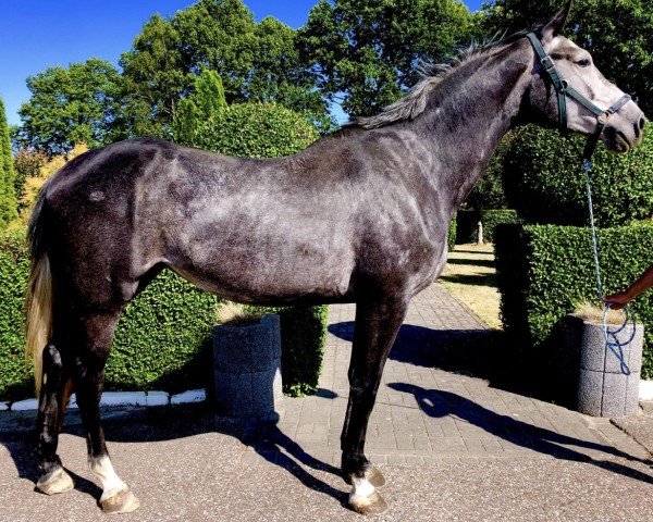 broodmare Obolenska (Holsteiner, 2015, from Cornet Obolensky)