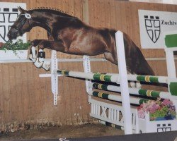 dressage horse Quader (Oldenburg, 2009, from Quaterback)