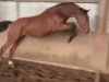 jumper Hengst von Charaktervoll / Corrado I (Holsteiner, 2023, from Charaktervoll Hv)