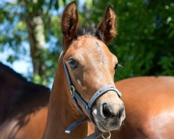 dressage horse Mister Franklin (KWPN (Royal Dutch Sporthorse), 2017, from Franklin)