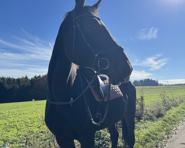 horse Clara Bella F (Holsteiner, 2009, from Chambertin)