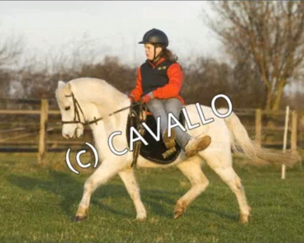 Pferd Nando (Welsh Mountain Pony (Sek.A), 1991, von Wohld Nelson)