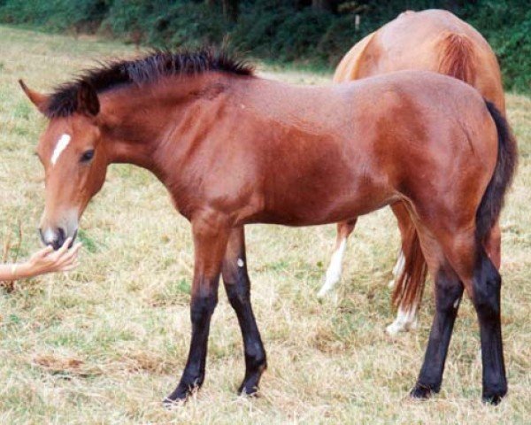 Zuchtstute Halfpastone d'Arby (Französisches Pony, 1995, von Thunder du Blin)