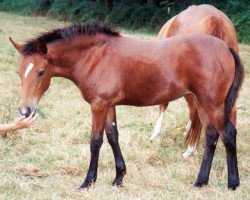 broodmare Halfpastone d'Arby (French Pony, 1995, from Thunder du Blin)