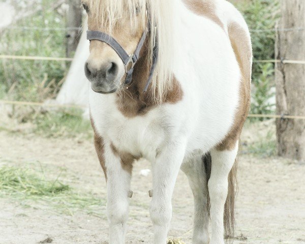 horse Bonnie (Shetland Pony, 1977)