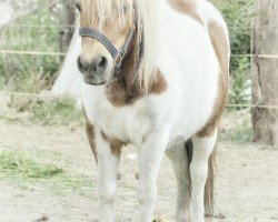 Pferd Bonnie (Shetland Pony, 1977)