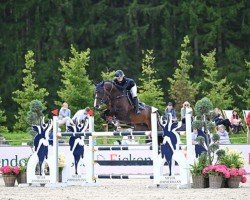 jumper Ding Ding Dong (German Sport Horse, 2016, from Calcio 2)