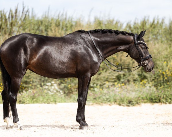 dressage horse Pures Glück 4 (German Sport Horse, 2017, from Revolution)