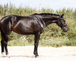 dressage horse Pures Glück 4 (German Sport Horse, 2017, from Revolution)