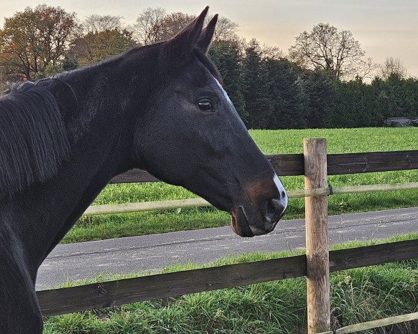 broodmare Grande Janina (Hanoverian, 2011, from Gribaldi)