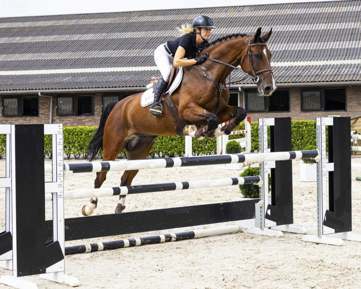 jumper Lonkens Qastello (Oldenburg show jumper, 2018, from Quasimodo vd Molendreef)
