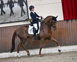 dressage horse Bon Royal 2 (Hanoverian, 2013, from Bon Bravour)