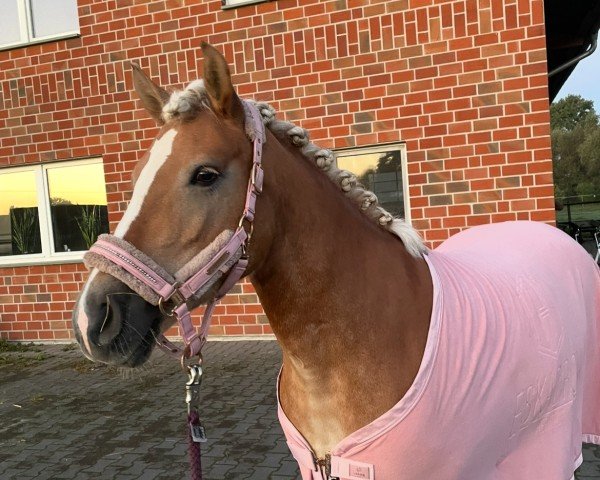 broodmare Lady Sue 11 (Haflinger, 2016, from Stüwer)