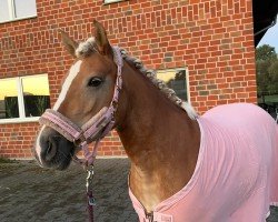 broodmare Lady Sue 11 (Haflinger, 2016, from Stüwer)