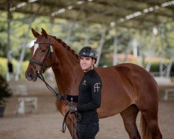 dressage horse Prima Donna TC (KWPN (Royal Dutch Sporthorse), 2020, from Kevin)