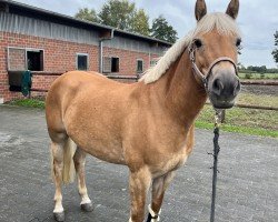 broodmare Soraya (8,21% ox) (Edelbluthaflinger, 2019, from Sole Mio (4,69% ox))