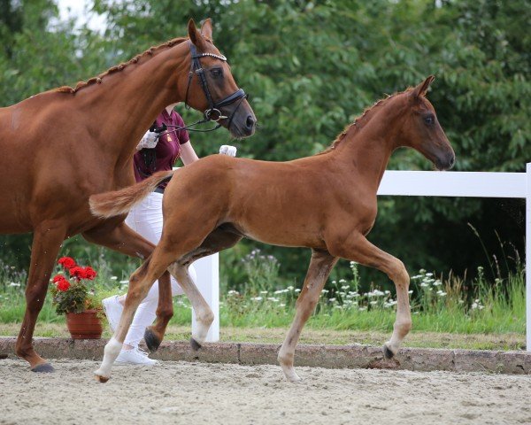 Dressurpferd Viva Bene (Deutsches Sportpferd,  , von DSP VA Bene)