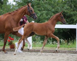 foal by Viva Bene (German Sport Horse, 2024, from DSP VA Bene)