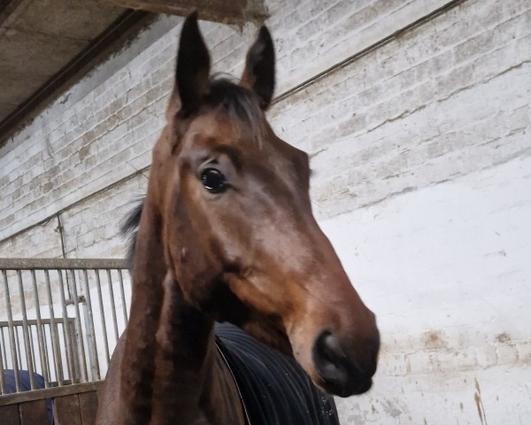 jumper Chico Grande (Holsteiner, 2021, from Corfu de La Vie)