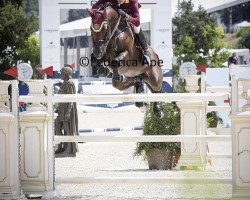 jumper Eic Anton Sbk Z (Zangersheide riding horse, 2015, from Arko III)