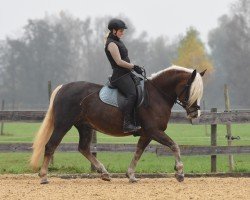 broodmare Feine Wälderin (Black Forest Horse, 2019, from Wilano)