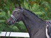 dressage horse Conntuccini (Holsteiner, 2014, from Connor 48)