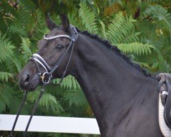 dressage horse Conntuccini (Holsteiner, 2014, from Connor 48)