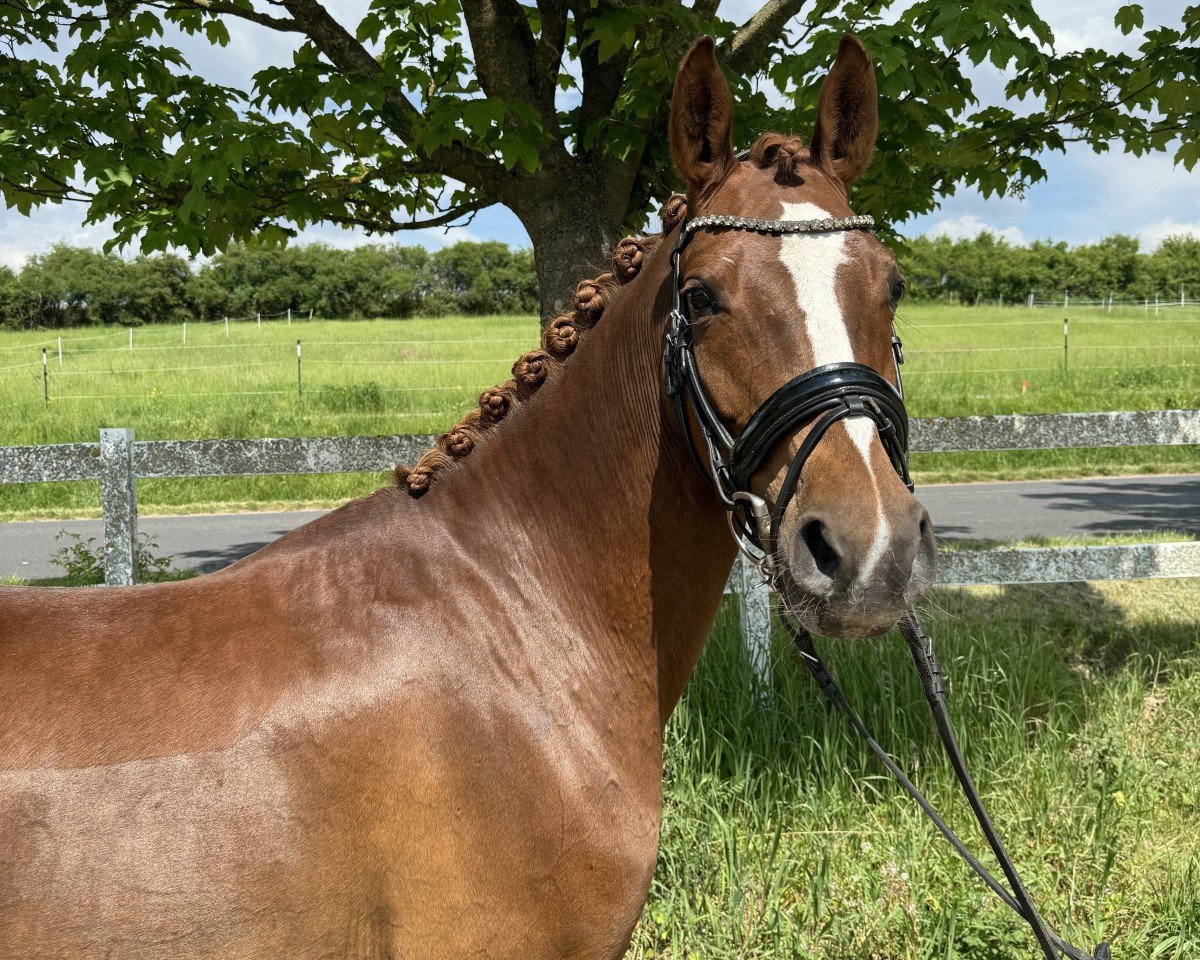 Dressurpferd Dreiviertel B (Deutsches Reitpony, 2017, von Dreidimensional AT NRW)