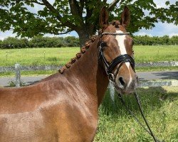 dressage horse Dreiviertel W (German Riding Pony, 2017, from Dreidimensional AT NRW)