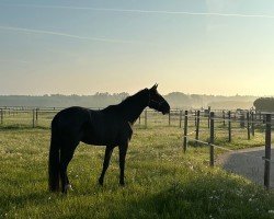 dressage horse Mitternachtstraum (Hanoverian, 2020, from DSP Marc Cain)