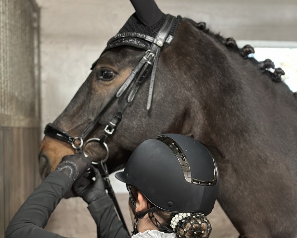 dressage horse Sandronello (Oldenburg, 2009, from San Amour I)