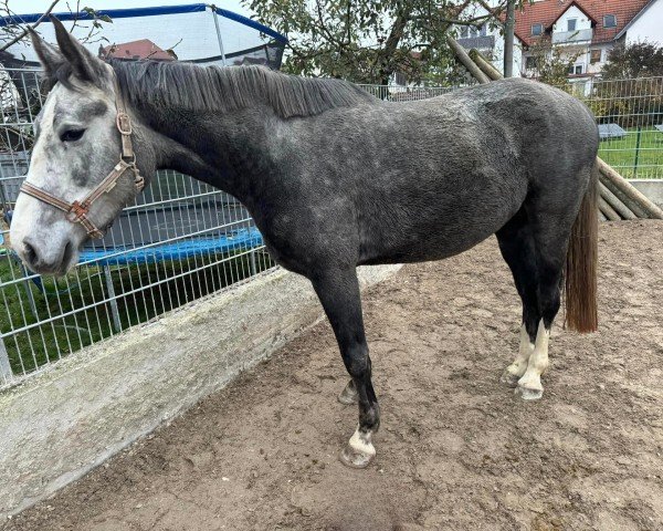 jumper Anna Appleberry (Zangersheide riding horse, 2021, from Asca Z)