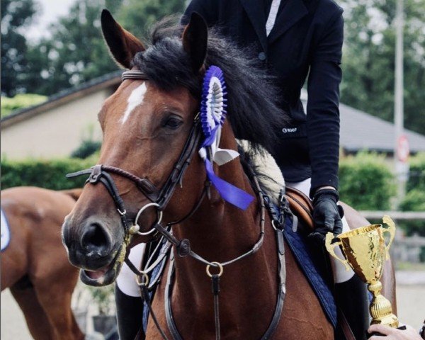 Springpferd Madonna du Sud Z (Zangersheide Reitpferd, 2018, von Mithras de Regor)