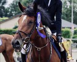 jumper Madonna du Sud Z (Zangersheide riding horse, 2018, from Mithras de Regor)