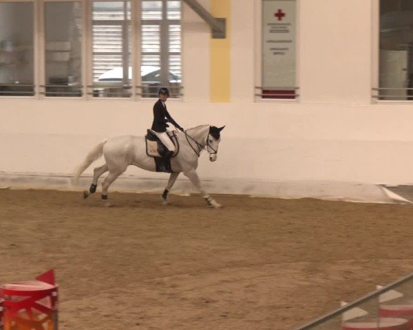 Reitturnier Stadl-Paura 2024