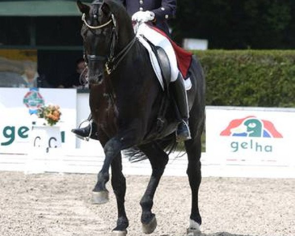 dressage horse Don Frederico (Hanoverian, 1997, from Donnerhall)