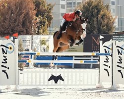 horse Berlina Vh Exelhof Z (Zangersheide riding horse, 2017, from Caspar (Berlin))