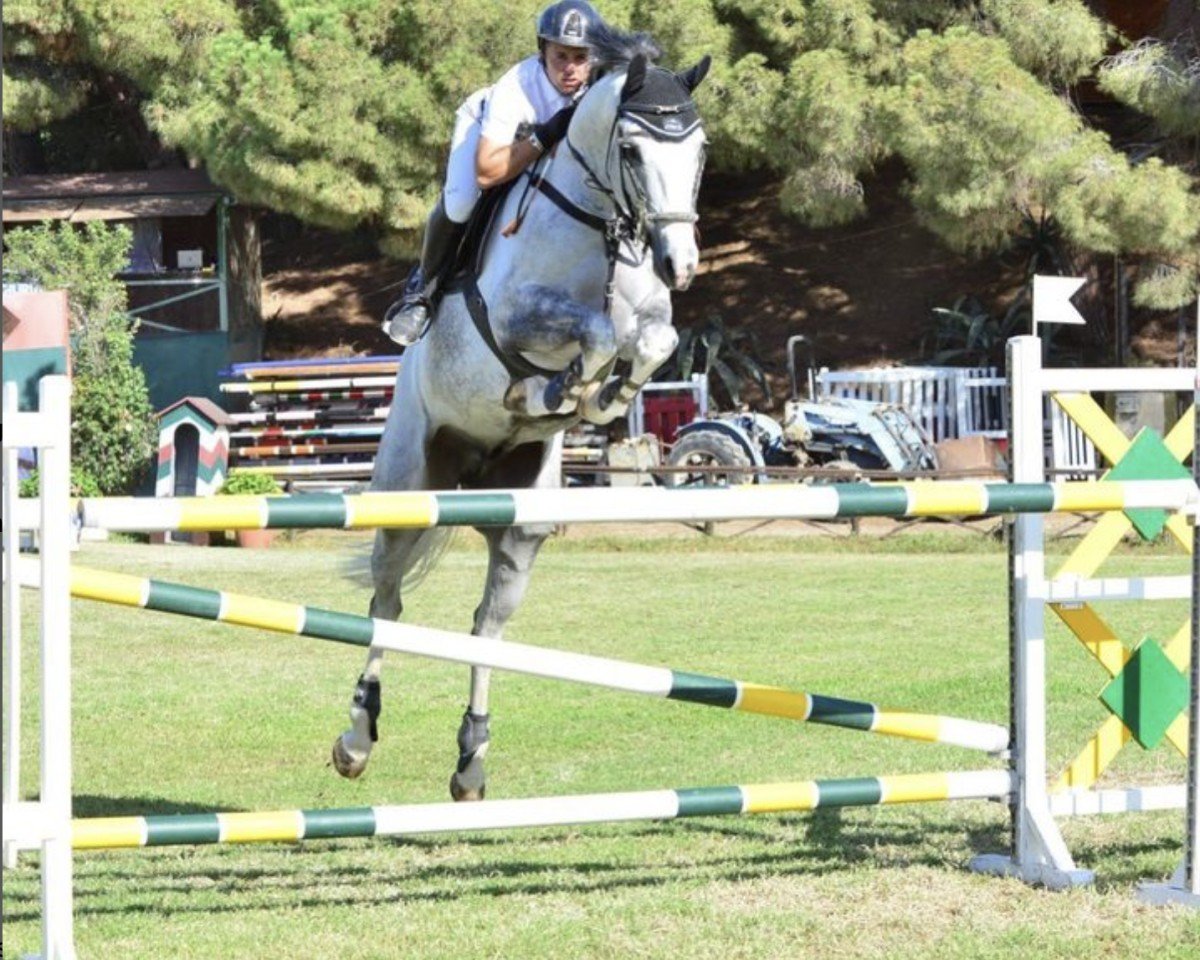 jumper Alcatraz Vh Exelhof Z (Zangersheide riding horse, 2015, from Air Jordan Alpha Z)