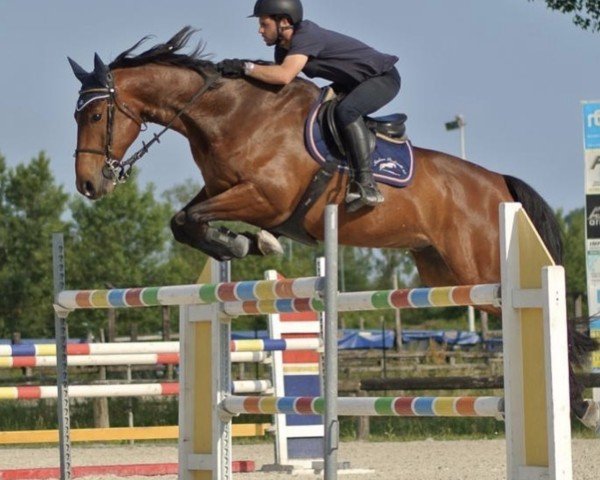 Springpferd Hisse (KWPN (Niederländisches Warmblut), 2012, von Flipper d'Elle)