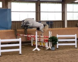 jumper Alice im Wunderland (German Sport Horse, 2019, from Avalon 224)