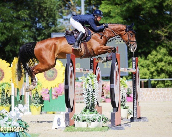 jumper Gentle Blue Be (KWPN (Royal Dutch Sporthorse), 2011, from Zirocco Blue)