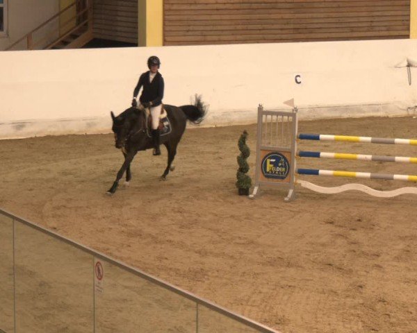 Reitturnier Stadl-Paura 2024
